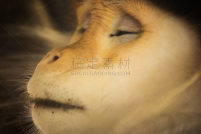 douc langur,猴子,野生动物,图像,灵长目,猿,野外动物,动物,无人,水平画幅