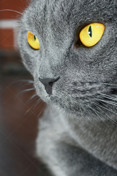 大特写,英国短毛猫,动物视网膜,短毛猫,垂直画幅,灰发,可爱的,家畜,蓝色,动物身体部位