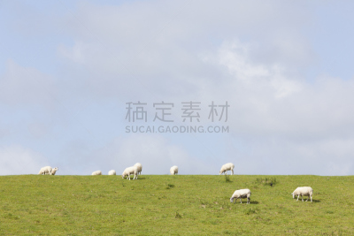 吕伐登,绵羊,食草,荷兰,晴朗,堤岸,草原,白昼,天空,水平画幅