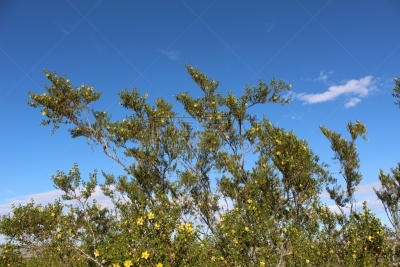 风,动物心脏,火焰,韧性,浪漫,禅宗,植物,户外,诗人,幸福