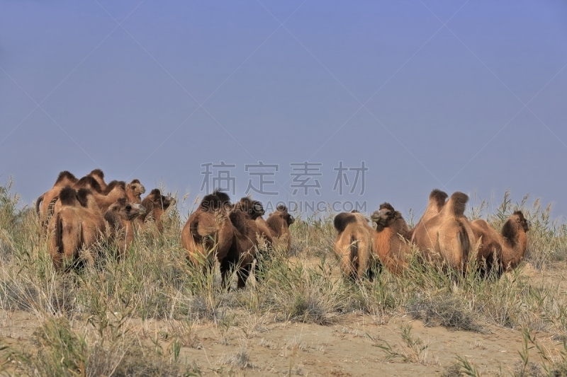 双峰骆驼,兽群,塔克拉玛干沙漠,河流,驯养动物,牛奶,有蹄哺乳动物,护送队,哺乳纲