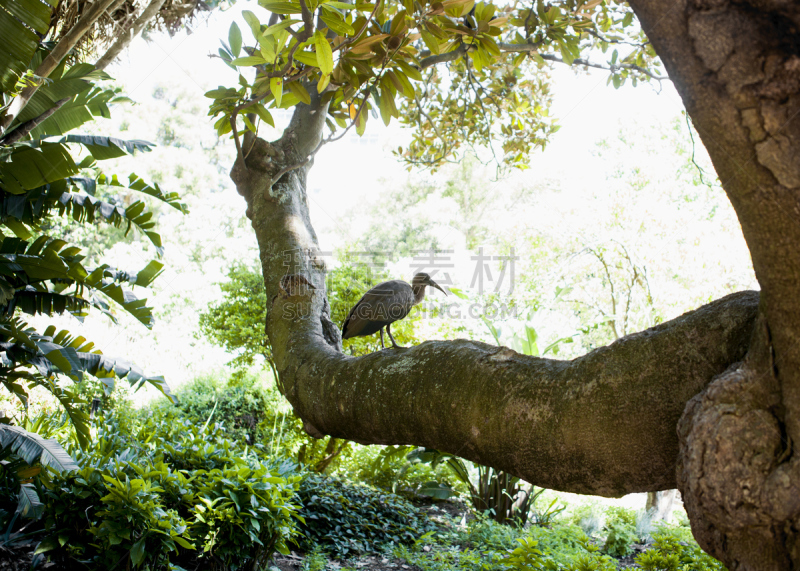 凤头鸠,鸟类,moreton bay fig,自然,水平画幅,无人,开普敦,户外,自然荒野区,动物