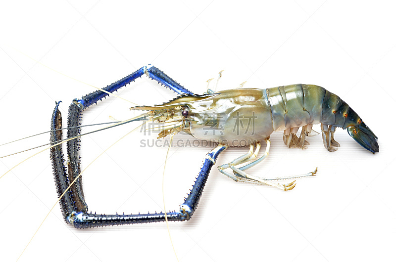 龙虾,白色背景,斑节对虾,爪,饮食,水平画幅,蓝色,巨大的,海产,高级西餐