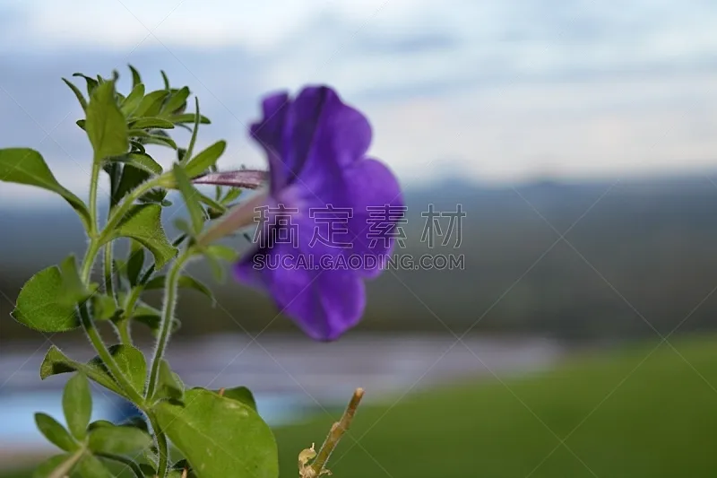 仅一朵花 前景聚焦 紫色 六出花 大丽花属 留白 完美 明亮 白色 彩色图片图片素材下载 稿定素材
