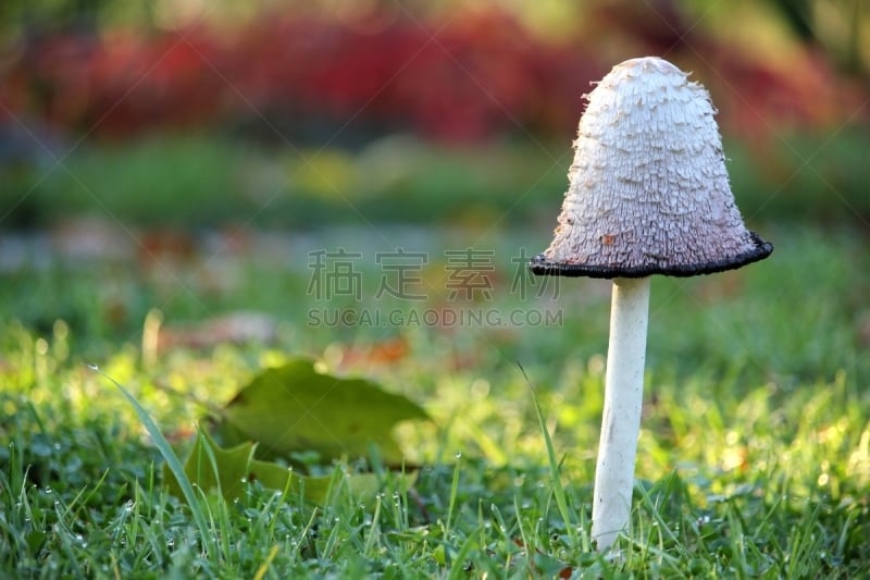 Autumn nature background with mushroom