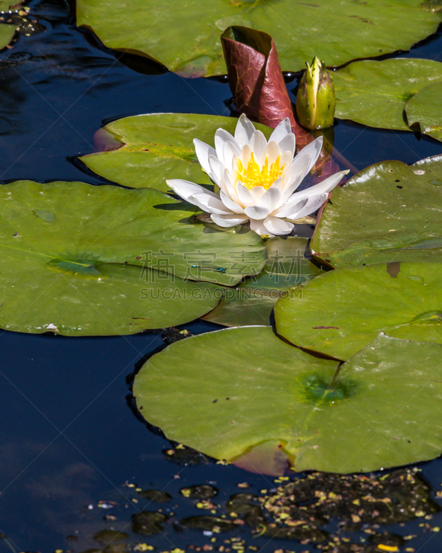 池塘,百合花,白睡莲,防护品,中心,黄色,热带气候,荷花,仅一朵花,公园