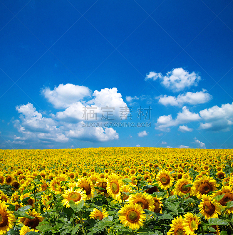 向日葵,田地,自然,垂直画幅,天空,草地,地形,无人,蓝色,乌克兰