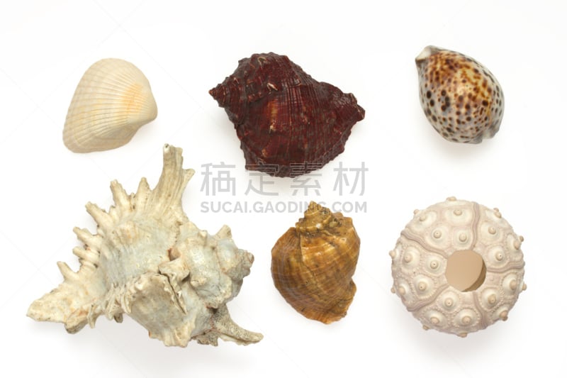 海胆,贝壳,中等数量物体,水,水平画幅,软体动物,组物体,图像,白色,潮水坑