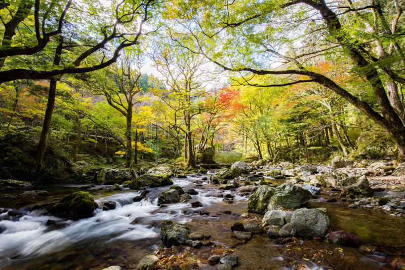 叶子,秋天,北岳山,山谷,仅儿童,爱媛县,美,公园,水平画幅