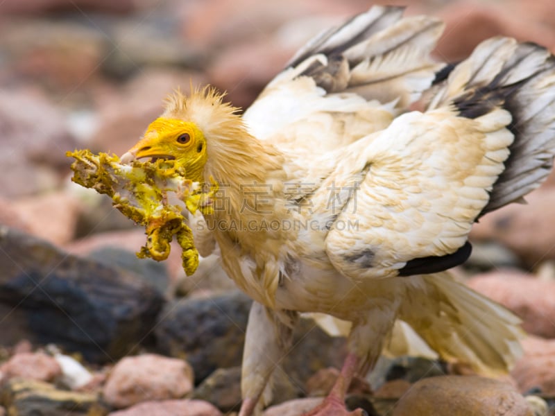 egyptian vulture,索科特拉岛,秃鹰,自然,野生动物,食肉鸟,水平画幅,鸟类,户外,岛