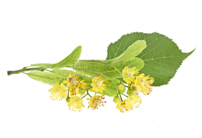 白色背景,欧锻树,新的,水平画幅,无人,夏天,草,特写,顺势医学,酸橙