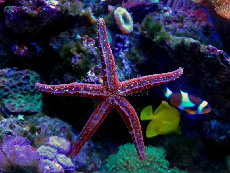 水族馆,红海星,玻璃杯,深的,湿,塔塔车,野生动物,海星,生物,动物