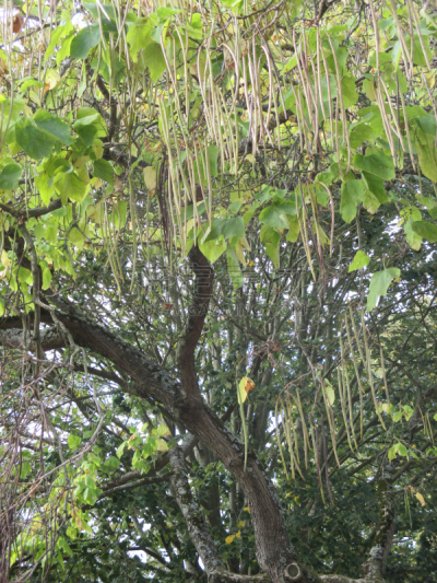 季节,秋天,梓木,豆,巨大的,自然,法国,垂直画幅,图像,公园
