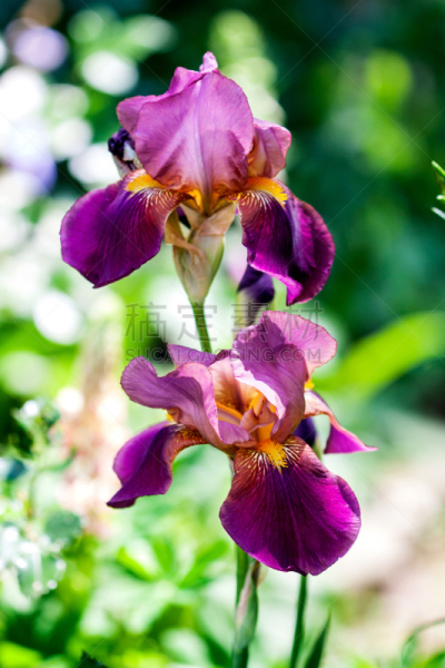 紫罗兰,鸢尾,bearded iris,单子叶植物,天门冬目,自然,垂直画幅,图像聚焦技术,选择对焦,无人