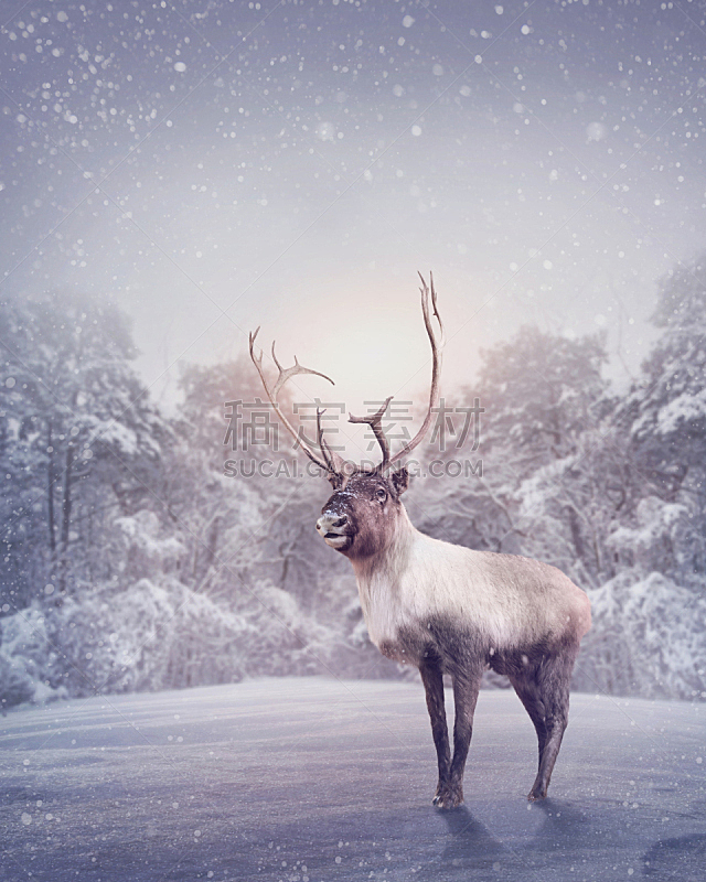 垂直画幅,留白,夜晚,雪,无人,圣诞老人,户外,超自然,驯鹿