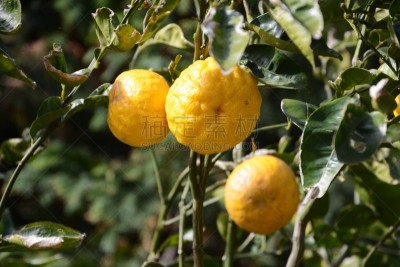 橙子,水果,日本柑橘,农业,清新,自然界的状态,食品,熟的,农场,植物