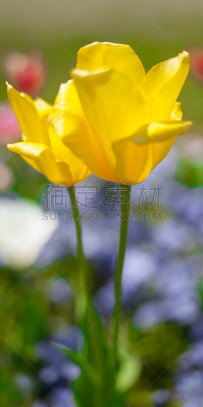 自然美,春天,斯普林费德,垂直画幅,水,郁金香,夏天,草,完美,明亮