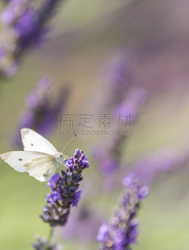 熏衣草,田地,甘蓝,白色,农业,顺势医学,替代医药,法国,野生动物,环境保护