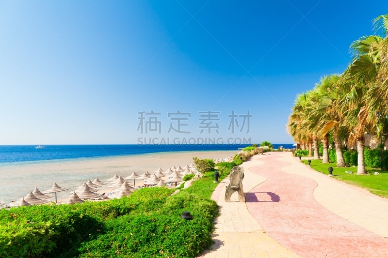 埃及,海滩,棕榈树,白昼,红海,周末活动,旅途,塔巴,纯净,热带气候