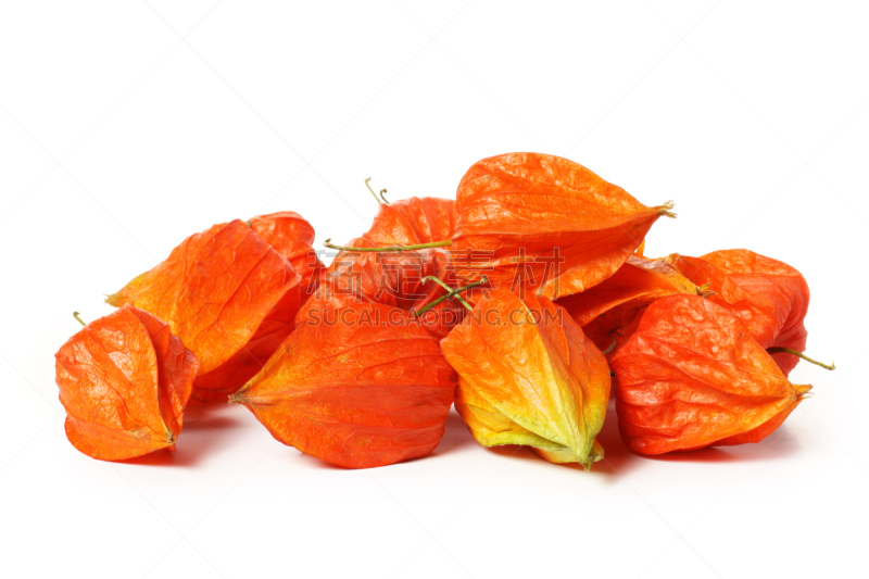 Chinese lantern（ alkekengi ） isolated on white background