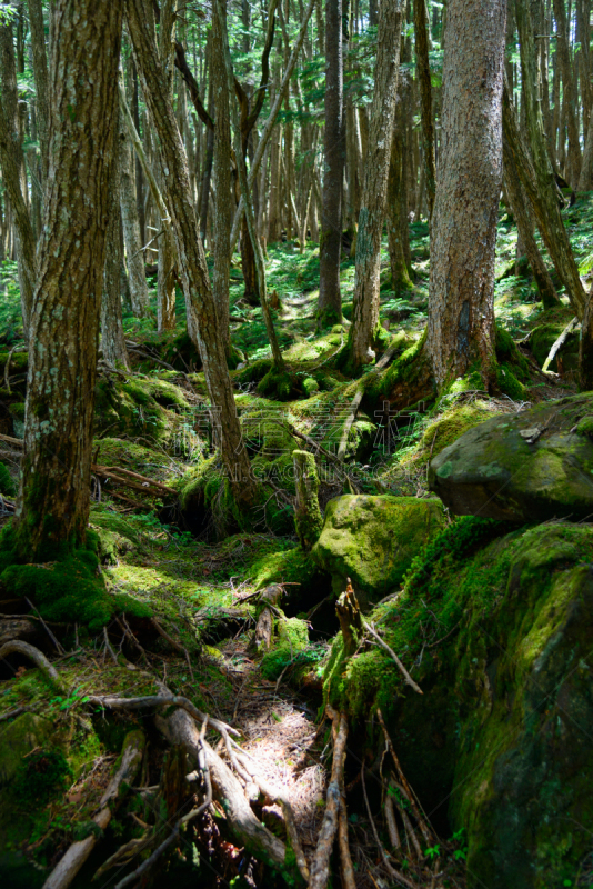 长野县,苔藓,yachiho,森林,苏格兰高地,圣玛丽,垂直画幅,美,度假胜地,枝繁叶茂