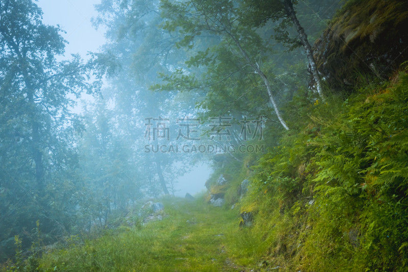 暗色,落叶树,惊骇,森林,摩泽尔海湾,重新造林,伐木搬运业,云杉锥,白桦,树冠