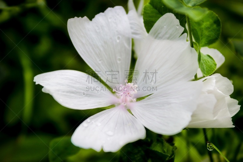 白色,黄葵,美,公元前,水平画幅,无人,夏天,特写,花束,植物