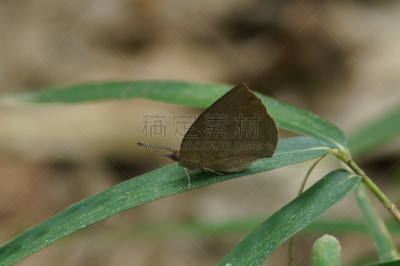 蝴蝶,篮蛤,自然,白色,水平画幅,绿色,无人,日本,光,摄影