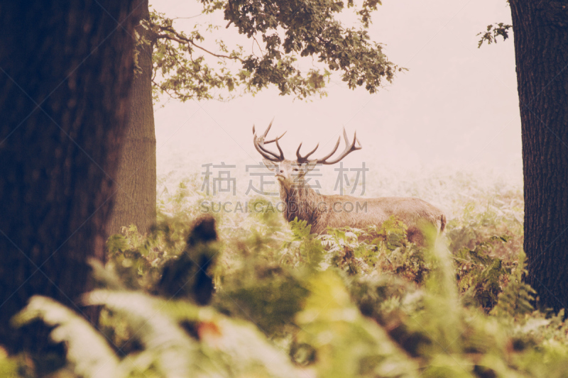 雄鹿,鹿,野生动物,水平画幅,无人,斑比奖,泰晤士河畔里士满市,摄影