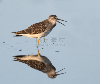 小黄脚鹬,泥,自然,水,野生动物,水平画幅,秋天,无人,鸟类,户外