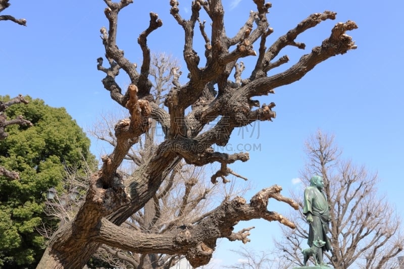 日本,东京,风景,上野公园,城市生活,云,公园,色彩鲜艳,著名景点,植物