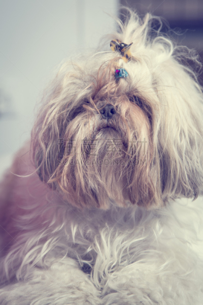 纯种犬,可爱的,肖像,认真的,狗,动物毛,苍白的头发,垂直画幅,小的,家畜