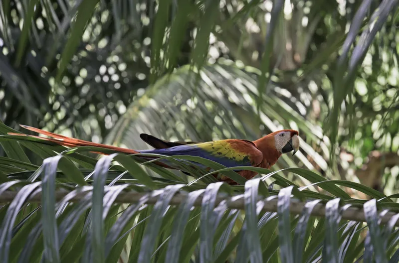 Scarlet Macaw In Costa Rica 图片素材下载 稿定素材