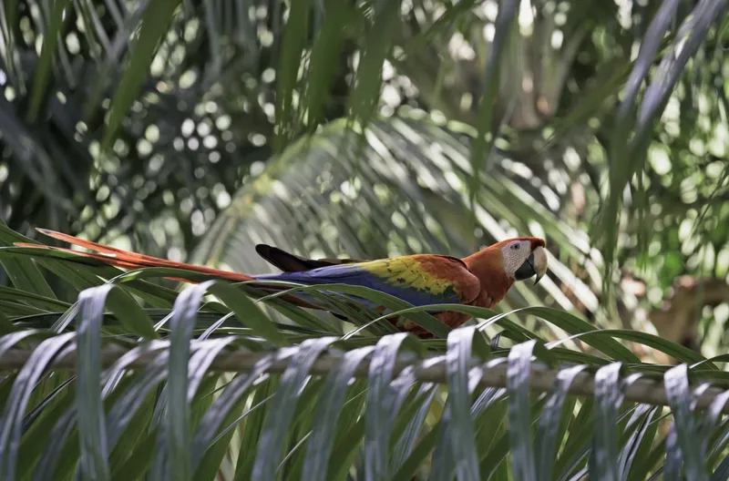 Scarlet Macaw In Costa Rica 图片素材下载 稿定素材 Scarlet Macaw In Costa Rica 图片素材下载 稿定素材