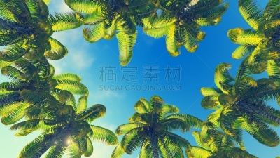 椰子树,天空,边框,蓝色,树冠,树梢,度假胜地,水平画幅,无人,夏天