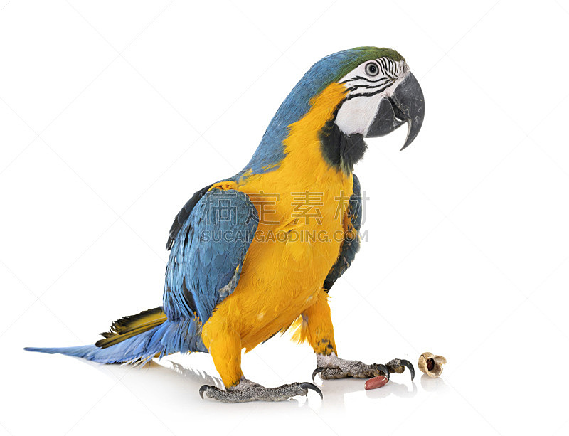 蓝黄金刚鹦鹉,宠物,黄色,背景分离,法国,图像,动物,鸟类,鹦鹉,花生