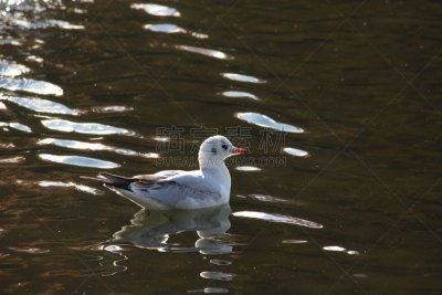 海鸥,两只动物,黑色,部分,头球,武藏国,river sumida,蛎鹬,鷸形目,黑头海鸥