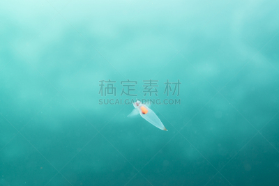 天使,浮冰,云景,风,环境,云,裸海蝶,天气,夏天,户外