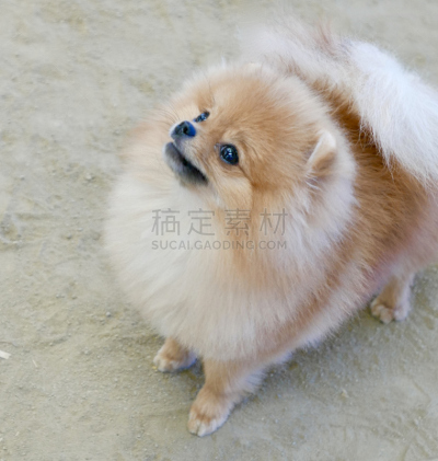 狗,多样,垂直画幅,宠物收养,标准贵宾犬,动物保护,德国牧羊犬,比熊犬,伯恩山犬,萨摩耶犬