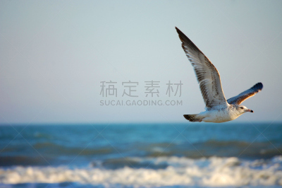 富丽海滩,海鸥,在上面,查尔斯顿,南卡罗来那,水平画幅,鸟类,日光,摄影,飞