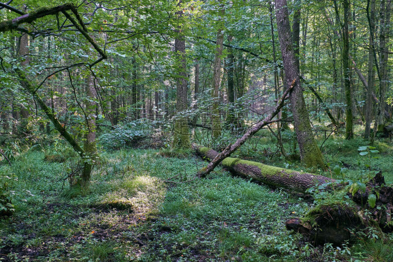 落叶树,雾,森林,早晨,波兰,世界遗产,环境,枝繁叶茂,著名景点,bialowieza forest