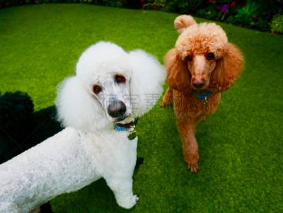 贵宾犬,后院,遛狗师,纯种犬,犬恶丝虫,肖像,受过训练的狗,狗,个人卫生用品,驯狗员