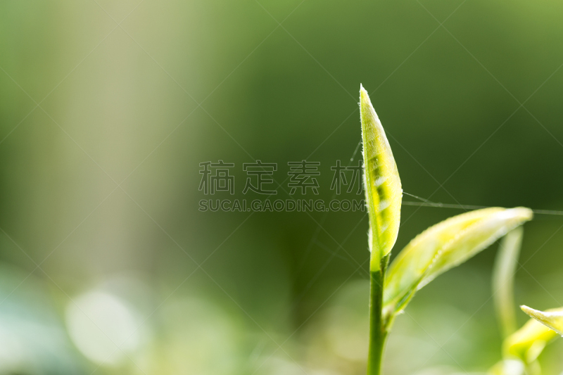 茶叶,水,枝繁叶茂,健康,夏天,马来西亚,农作物,彩色图片,风景