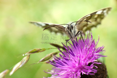 矢车菊,蝴蝶,朱莉娅蝴蝶,大理石条纹粉蝶,自然,美,野生动物,水平画幅,夏天