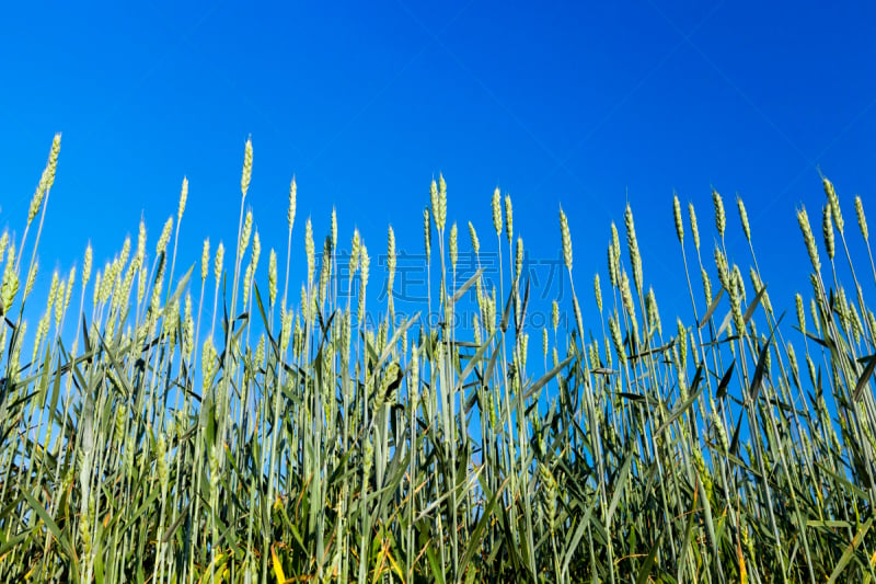 田地,谷类食品,自然,图像特效,水平画幅,绿色,草,珍珠养殖场,白俄罗斯,特写