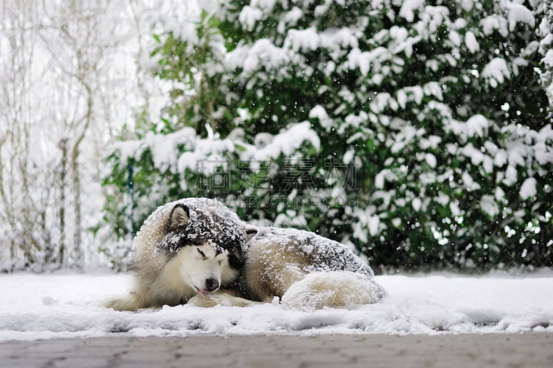 阿拉斯加雪橇犬,爱斯基摩犬,寒冷,纯种犬,水平画幅,可爱的,家畜,雪,无人,户外