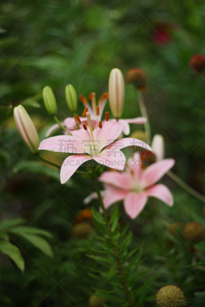 百合花,粉色,垂直画幅,芳香的,形状,无人,散焦,抽象,夏天,户外