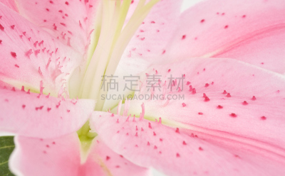 占星百合,水平画幅,无人,异国情调,特写,仅一朵花,百合花,白色,植物,热带气候