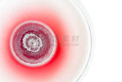 皮氏培养皿,真菌,大特写,红松,分离着色,白色,青霉菌,琼脂,生物学,微生物学