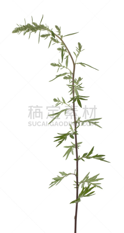 艾蒿,蒿属,白色背景,分离着色,垂直画幅,留白,绿色,无人,背景分离,图像